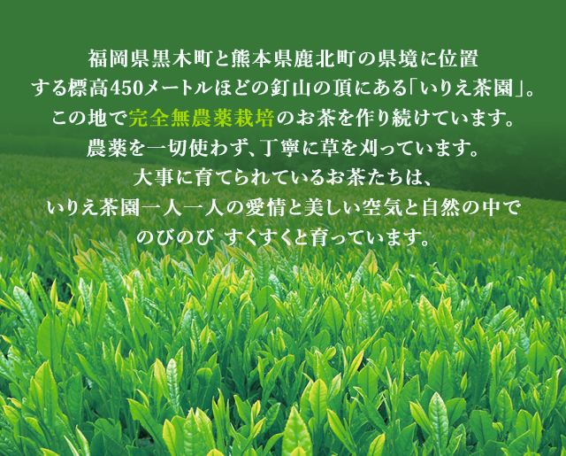 福岡県黒木町と熊本県鹿北町の県境に位置する標高450メートルほどの釘山の頂にある「いりえ茶園」。この地で完全無農薬栽培のお茶を作り続けています。農薬を一切使わず、丁寧に草を刈っています。大事に育てられているお茶たちは、いりえ茶園一人一人の愛情と美しい空気と自然の中でのびのび すくすくと育っています。